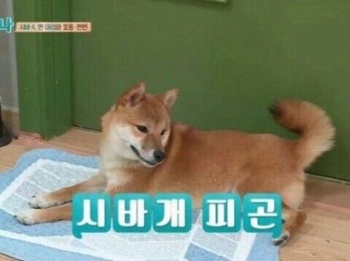 같이 이미지