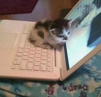 나만없어고양이 이미지