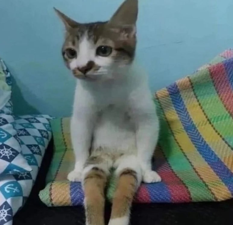 앙큼한고양이 이미지