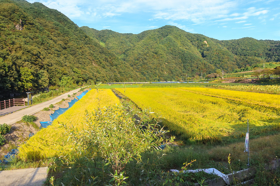 Sujupalbong