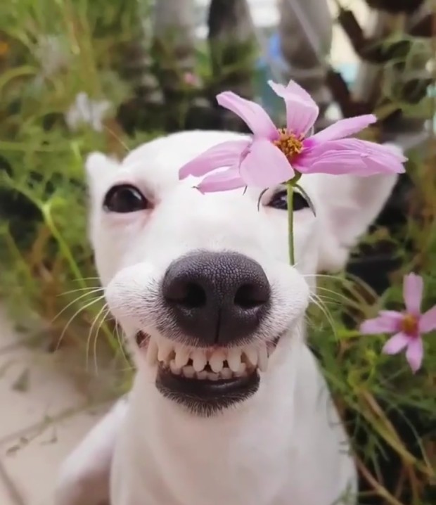 꽃로렌 이미지