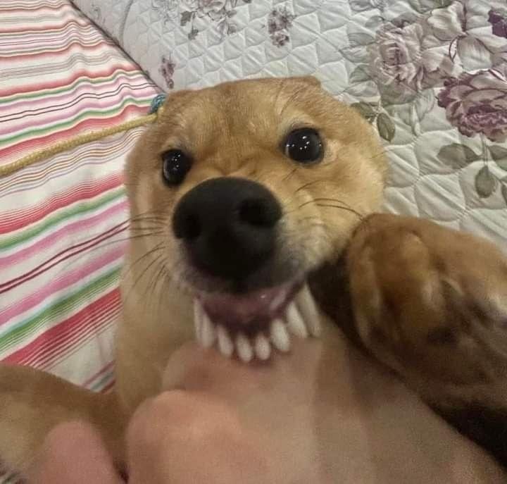 도나도나 이미지