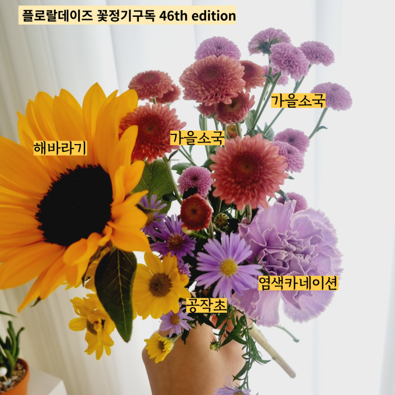플로랄데이즈 이미지