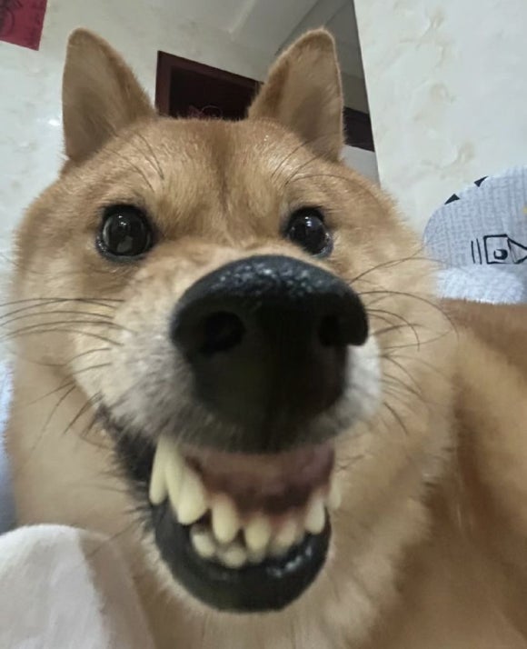 오시라 이미지