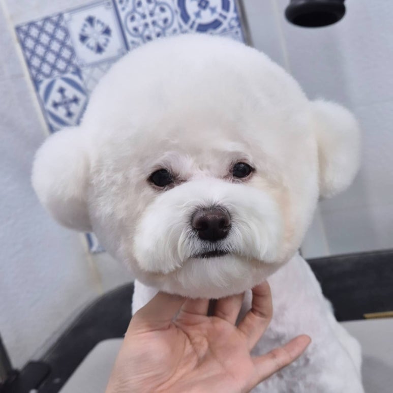 마이펫가든 이미지
