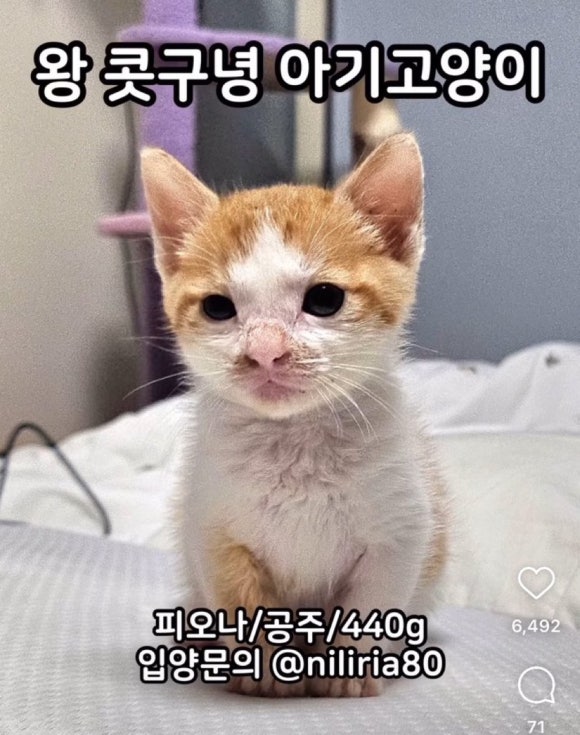 오시라 이미지