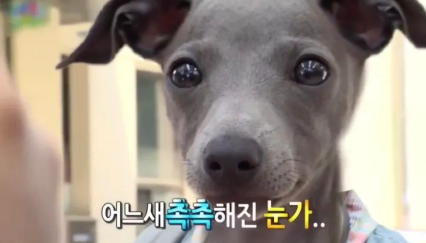 참새당 이미지