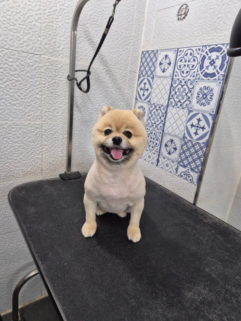 마이펫가든 이미지