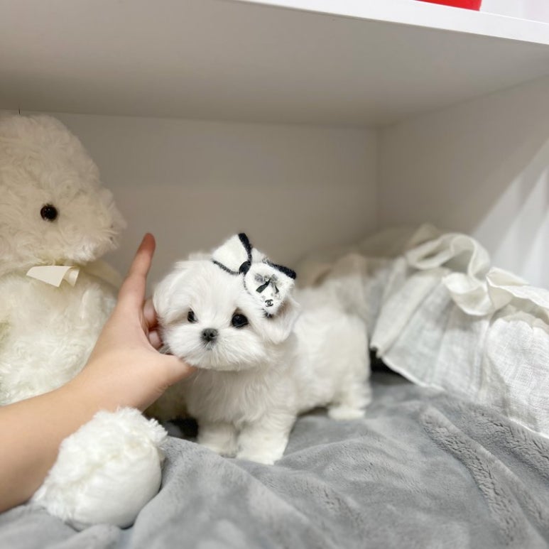 하이펍스 이미지