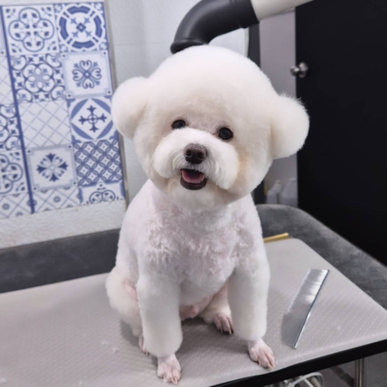 마이펫가든 이미지