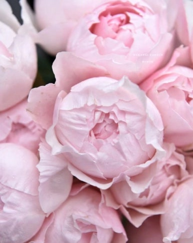 peony 이미지