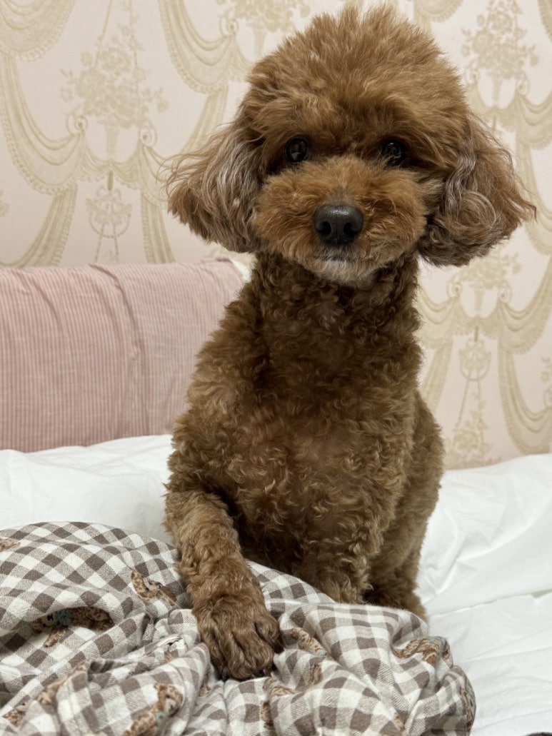 큰언니옷장 이미지