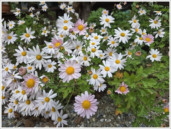 어린왕자펜션 이미지