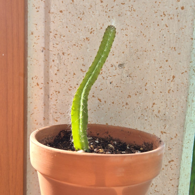 튼튼베리 이미지