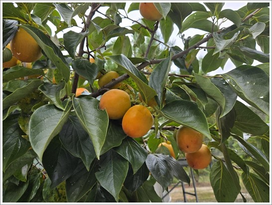 어린왕자펜션 이미지