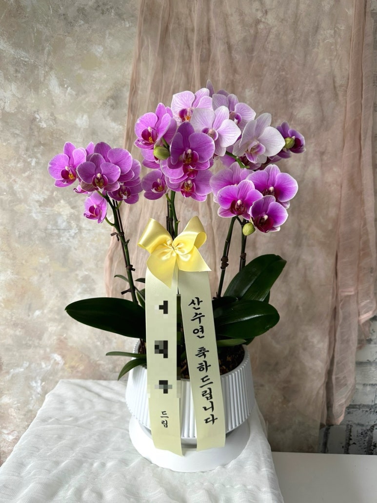 블랑드플레르 이미지