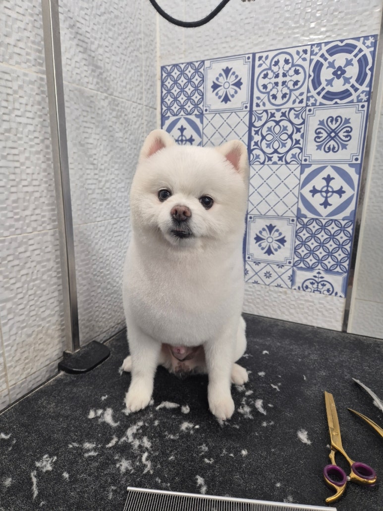 마이펫가든 이미지
