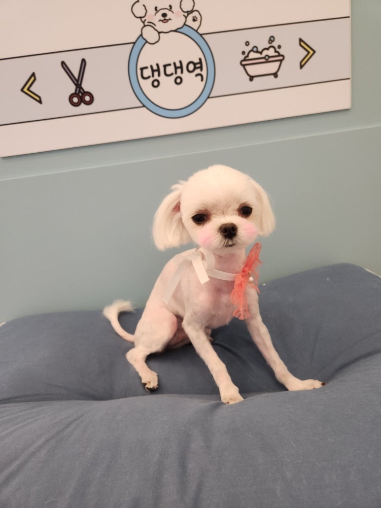 하콩이네 이미지