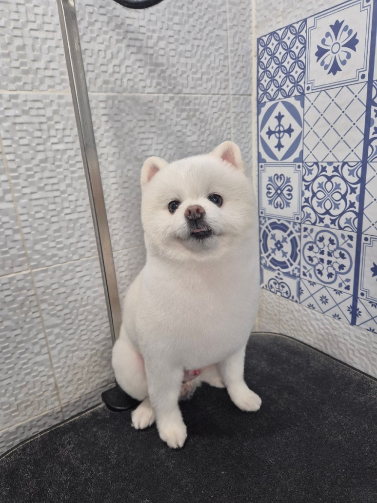 마이펫가든 이미지