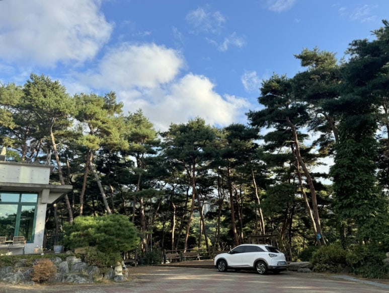 금베이숲 이미지