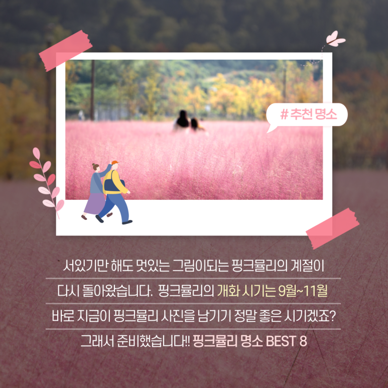 벚꽃뮬리 이미지