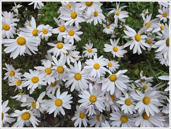 어린왕자펜션 이미지