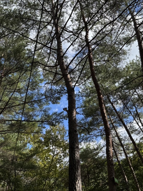 수리덤캠핑장 이미지