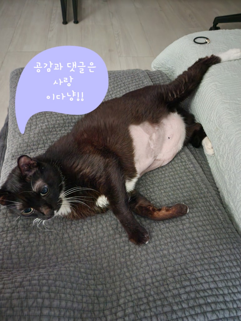 북니스베이프 이미지