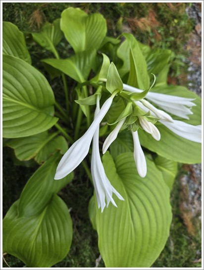 어린왕자펜션 이미지