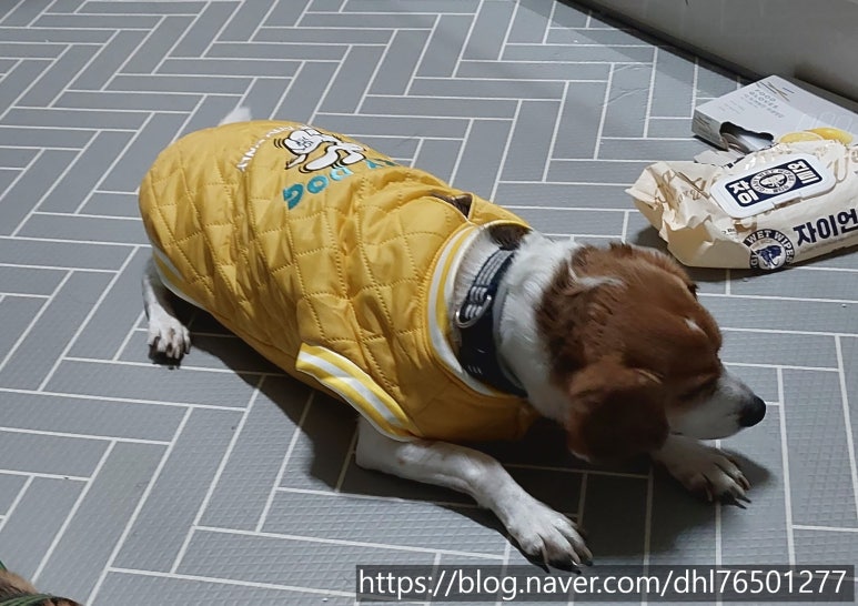 비글리 이미지