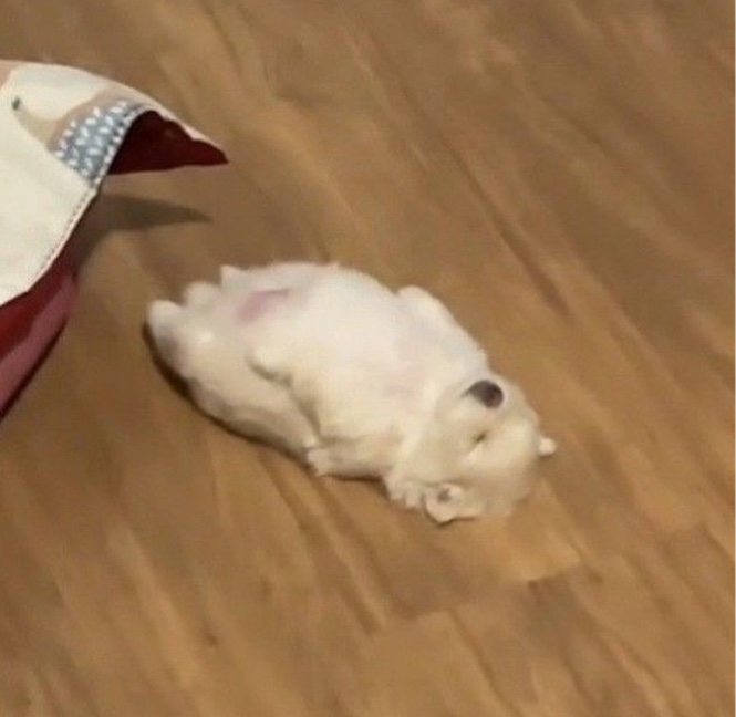 주댕이네 이미지