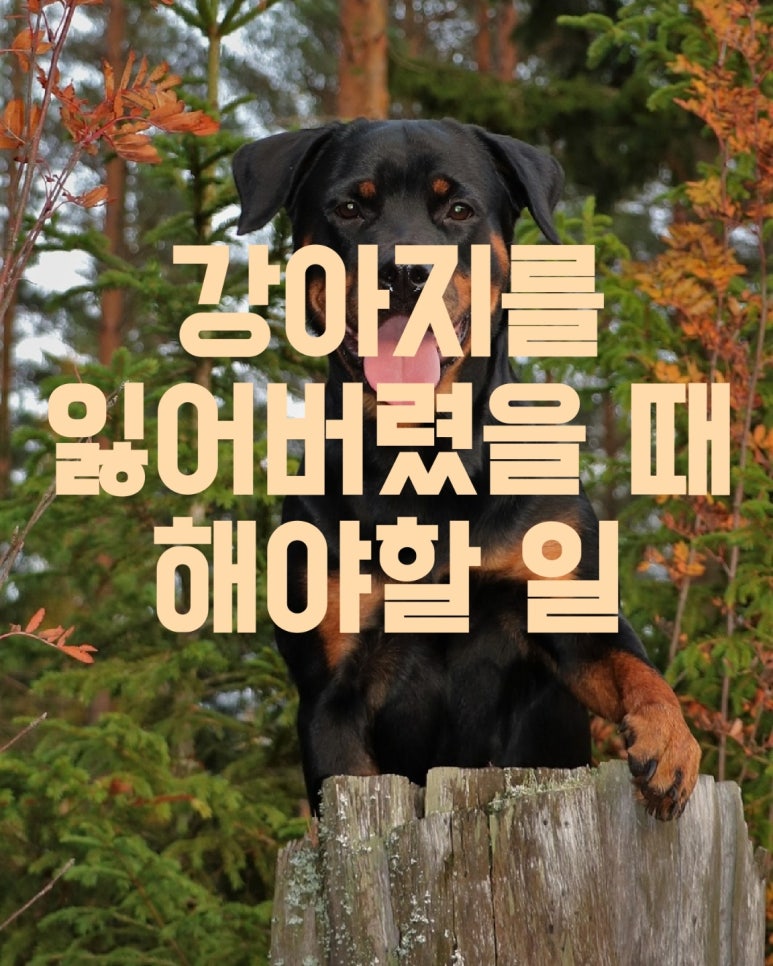 강아지를 잃어버렸을 때 해야할 일
