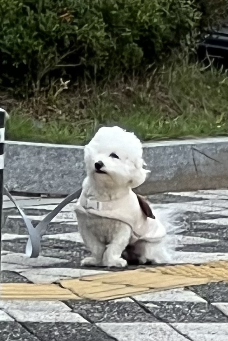불닭발땡초동대문엽기떡볶이김천 이미지