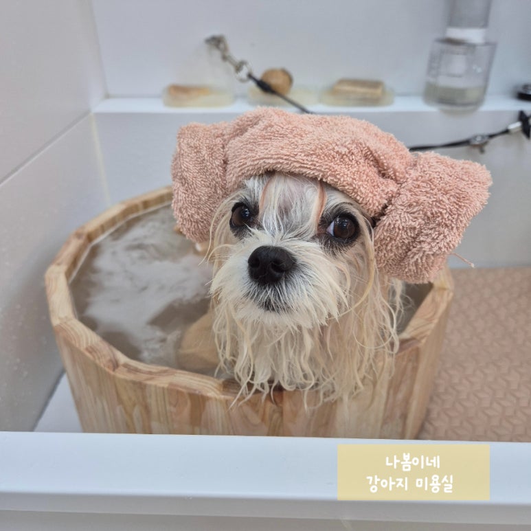 릴리테라피 이미지