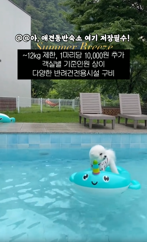 도그버디 이미지
