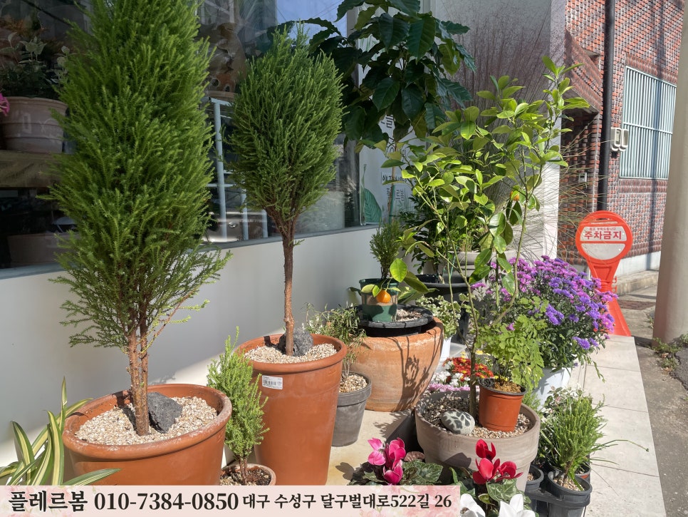 플레르봄 이미지