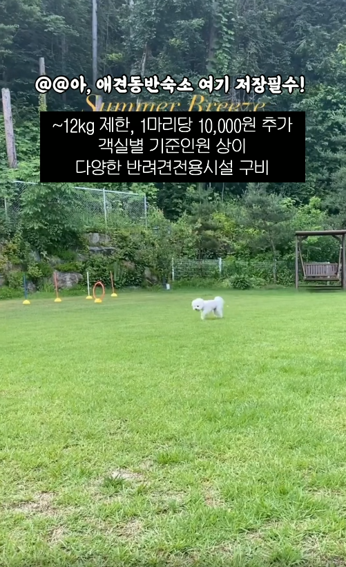 도그버디 이미지