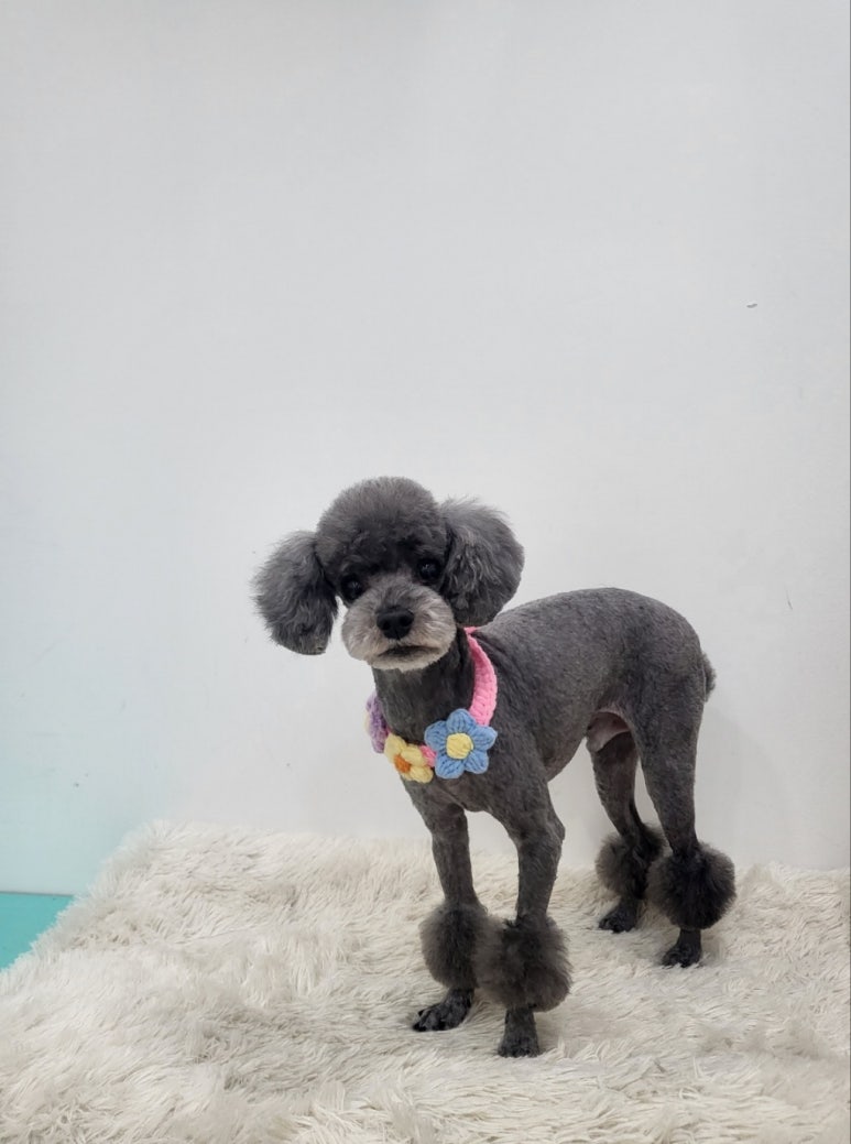 개똥이 이미지