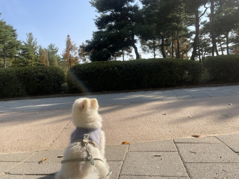 오씨오씨 이미지