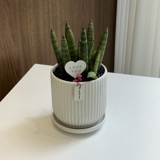 꽃집, 단아 이미지