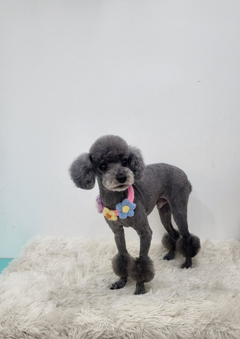개똥이 이미지