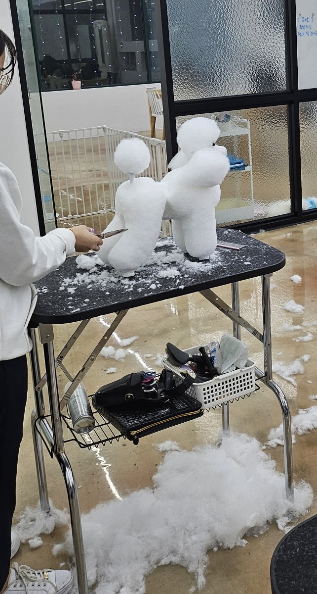 벨라루시애견미용학원 이미지