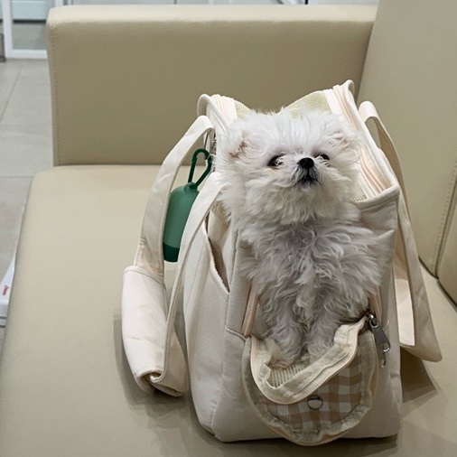밥푸라 이미지