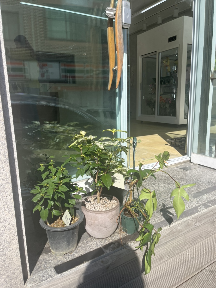 문피어나다 이미지