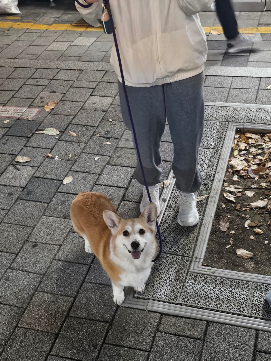 (주)쿠키 이미지