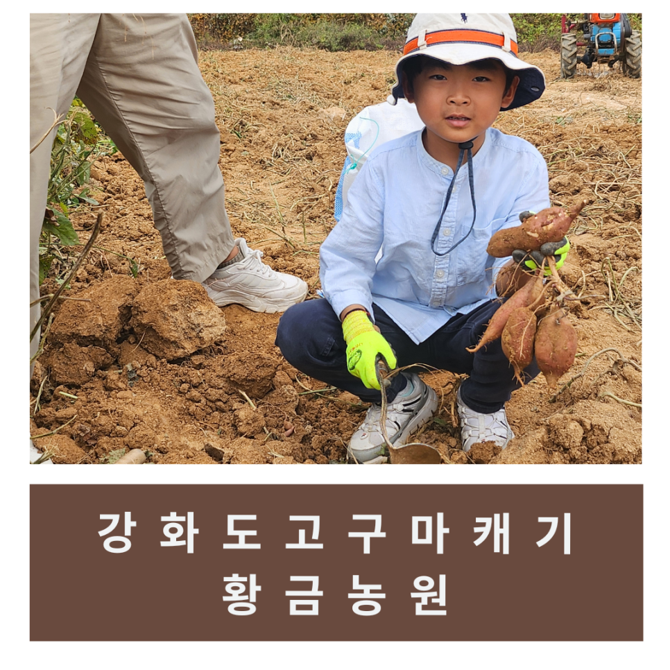 강화도황금농원 이미지