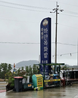 바닷가하얀목화밭 이미지