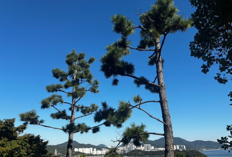 차가네통큰해물삼합 이미지