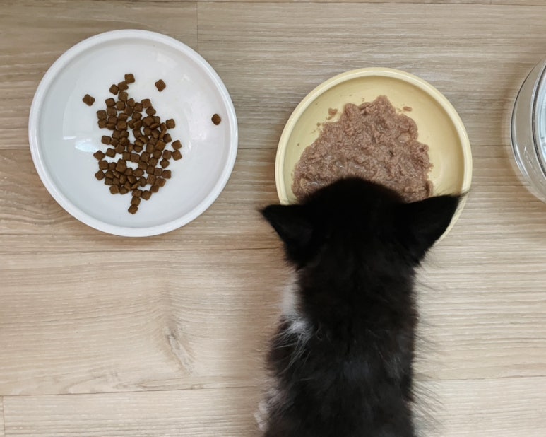 고양이 사료의 종류 | 건사료와 습식사료의 차이 장단점 : 네이버 블로그