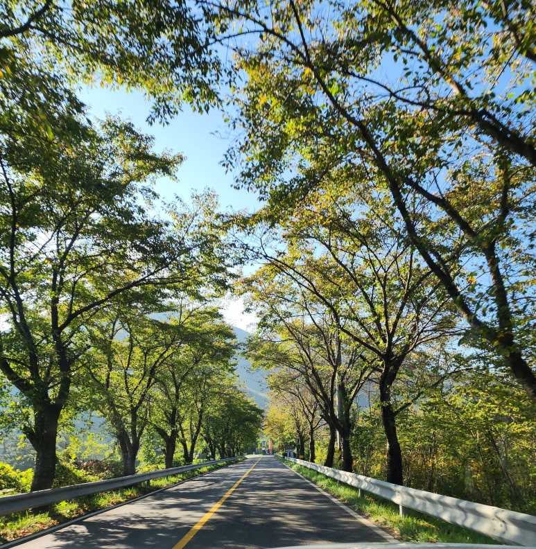 억세 군락지 이미지